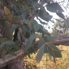 Eucalyptus dives at Googong Foreshore - 25 Apr 2018