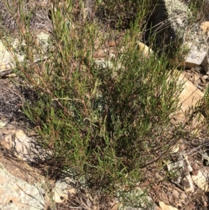 Dodonaea viscosa at Burra, NSW - 25 Apr 2018 12:08 PM