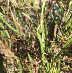 Dodonaea viscosa at Burra, NSW - 25 Apr 2018