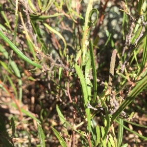 Dodonaea viscosa at Burra, NSW - 25 Apr 2018