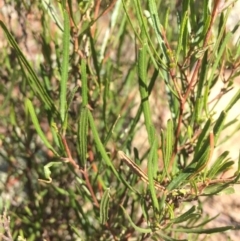 Dodonaea viscosa at Burra, NSW - 25 Apr 2018 12:08 PM