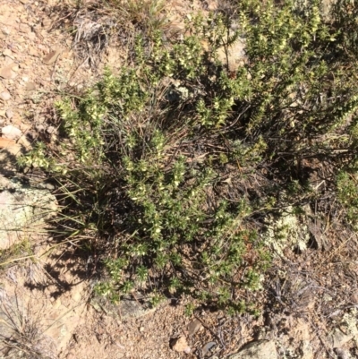 Melichrus urceolatus (Urn Heath) at Googong Foreshore - 25 Apr 2018 by alex_watt