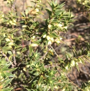 Melichrus urceolatus at Burra, NSW - 25 Apr 2018 12:09 PM