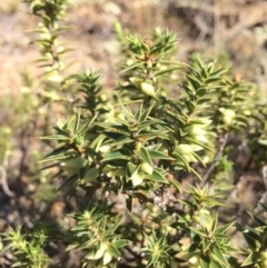 Melichrus urceolatus at Burra, NSW - 25 Apr 2018 12:09 PM