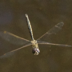 Hemicordulia tau (Tau Emerald) at Canberra Central, ACT - 3 May 2018 by jb2602