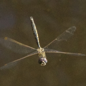 Hemicordulia tau at Canberra Central, ACT - 3 May 2018 03:29 PM