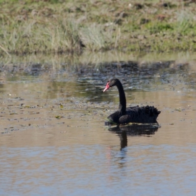 Cygnus atratus (Black Swan) at Murrumbateman, NSW - 3 May 2018 by SallyandPeter