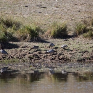 Chenonetta jubata at Murrumbateman, NSW - 3 May 2018