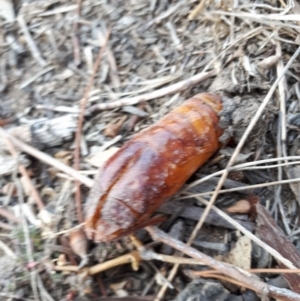 Hepialidae (family) at Bowning, NSW - 3 May 2018 02:44 PM