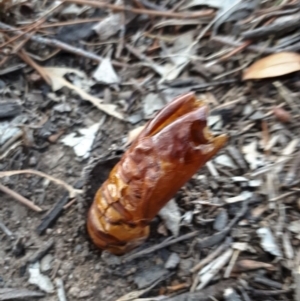 Hepialidae (family) at Bowning, NSW - 3 May 2018 02:44 PM