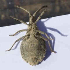 Agriopocoris sp. (genus) at Canberra Central, ACT - 5 May 2018