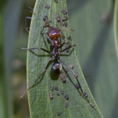 Iridomyrmex purpureus (Meat Ant) at Mount Majura - 2 May 2018 by jb2602