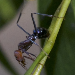 Iridomyrmex purpureus at Canberra Central, ACT - 2 May 2018