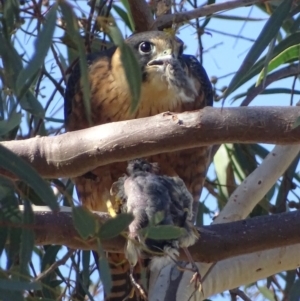 Falco longipennis at Garran, ACT - 3 May 2018 11:54 AM