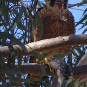 Falco longipennis at Garran, ACT - 3 May 2018 11:54 AM