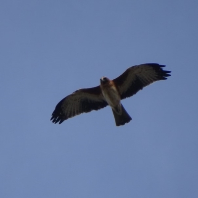 Hieraaetus morphnoides (Little Eagle) at Fyshwick, ACT - 3 May 2018 by roymcd