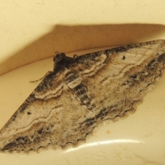 Syneora euboliaria (Boarmiini, Geometer moth) at Conder, ACT - 4 Apr 2018 by michaelb