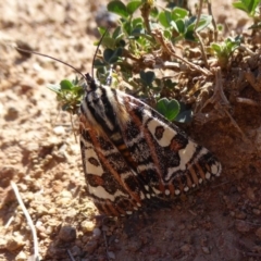 Apina callisto (Pasture Day Moth) at Molonglo Valley, ACT - 3 May 2018 by AndyRussell