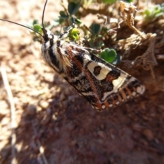 Apina callisto at Molonglo Valley, ACT - 3 May 2018