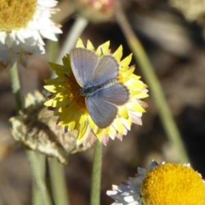 Zizina otis at Molonglo Valley, ACT - 30 Apr 2018 02:08 PM