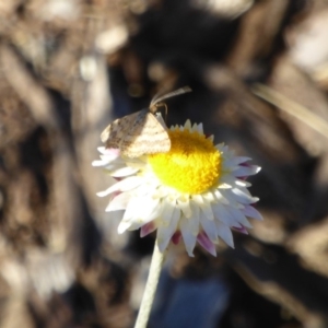 Scopula rubraria at Molonglo Valley, ACT - 30 Apr 2018