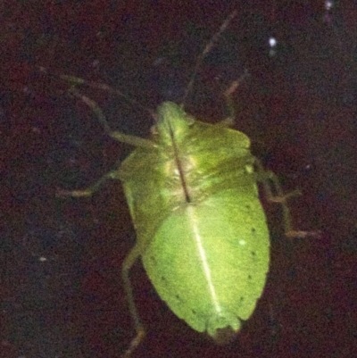 Nezara viridula (Green vegetable bug) at Ainslie, ACT - 16 Apr 2018 by jb2602