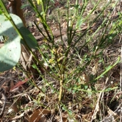 Cytisus scoparius subsp. scoparius (Scotch Broom, Broom, English Broom) at Hackett, ACT - 3 May 2018 by waltraud