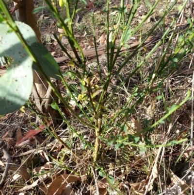 Cytisus scoparius subsp. scoparius (Scotch Broom, Broom, English Broom) at Hackett, ACT - 3 May 2018 by waltraud