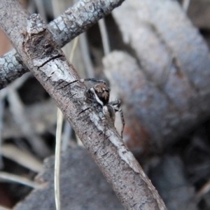 Jotus auripes at Aranda, ACT - 3 May 2018 04:49 PM