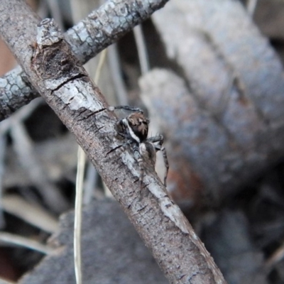 Jotus auripes (Jumping spider) at Aranda, ACT - 3 May 2018 by CathB