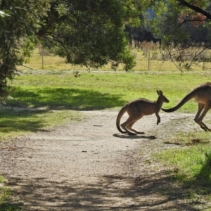 Macropus giganteus at Fyshwick, ACT - 4 May 2018 12:29 PM