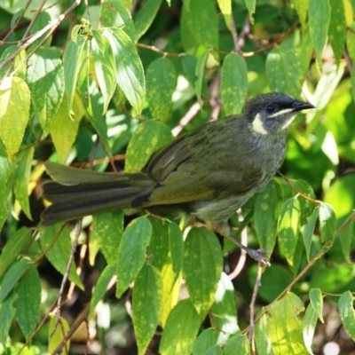 Meliphaga lewinii (Lewin's Honeyeater) at Dignams Creek, NSW - 1 May 2018 by Maggie1