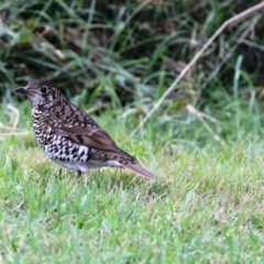 Zoothera lunulata (Bassian Thrush) at Dignams Creek, NSW - 29 Apr 2018 by Maggie1