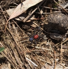 Missulena occatoria (Red-headed Mouse Spider) at Mount Majura - 28 Mar 2018 by JaneR