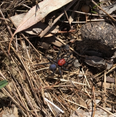 Missulena occatoria (Red-headed Mouse Spider) at Watson, ACT - 28 Mar 2018 by JaneR