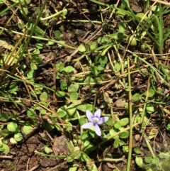 Isotoma fluviatilis subsp. australis (Swamp Isotome) at Majura, ACT - 30 Mar 2018 by JaneR