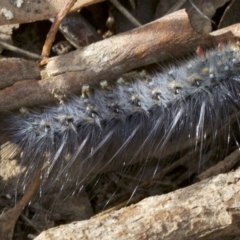 Anthela (genus) immature (Unidentified Anthelid Moth) at Mount Majura - 3 May 2018 by jb2602