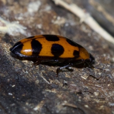 Episcaphula australis (Fungus beetle) at Canberra Central, ACT - 4 May 2018 by jbromilow50