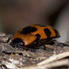 Episcaphula australis at Canberra Central, ACT - 4 May 2018 05:27 PM