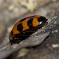 Episcaphula australis at Canberra Central, ACT - 4 May 2018