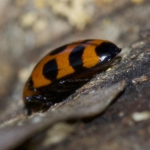 Episcaphula australis at Canberra Central, ACT - 4 May 2018