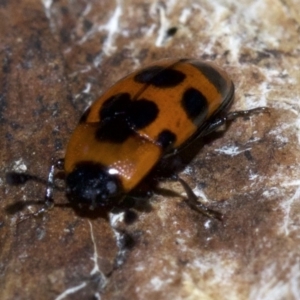 Episcaphula australis at Canberra Central, ACT - 4 May 2018