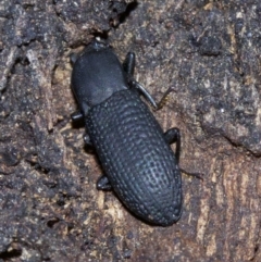 Toxicum sp. (genus) (Horned darkling beetle) at Mount Majura - 4 May 2018 by jb2602