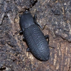 Toxicum sp. (genus) (Horned darkling beetle) at Canberra Central, ACT - 4 May 2018 by jbromilow50