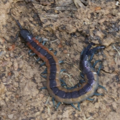 Scolopendra laeta (Giant Centipede) at Mount Majura - 3 May 2018 by jb2602