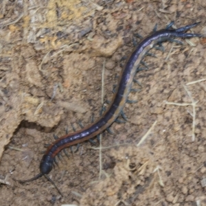 Scolopendra laeta at Canberra Central, ACT - 4 May 2018 12:00 AM