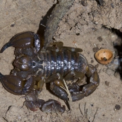 Urodacus manicatus (Black Rock Scorpion) at Mount Majura - 4 May 2018 by jb2602