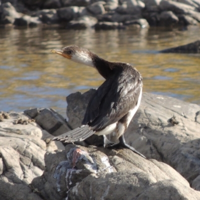 Microcarbo melanoleucos (Little Pied Cormorant) at Paddys River, ACT - 9 Apr 2018 by michaelb