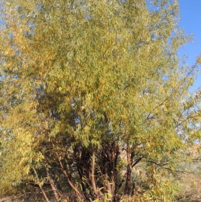 Salix nigra (Black Willow) at Point Hut to Tharwa - 9 Apr 2018 by MichaelBedingfield