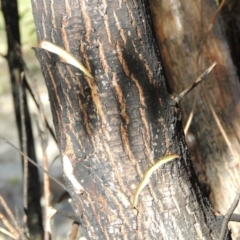 Salix nigra at Paddys River, ACT - 9 Apr 2018 05:24 PM